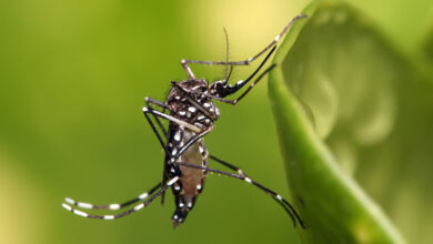 Photo of Contra el dengue, fumigar debe ser la última opción, reitera Cormacarena