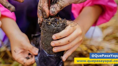 Photo of Cormacarena comenzó la siembra de 10.000 árboles nativos en todo el Meta