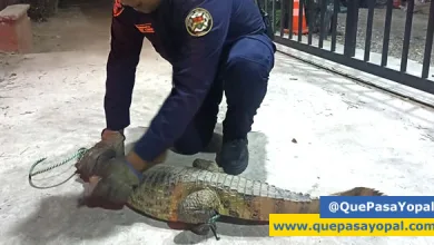 Photo of Bomberos Rescatan Babilla Encontrada en Vivienda de Ciudadela La Bendición
