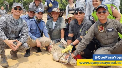 Photo of Liberaron 11 cocodrilos del Orinoco en el Vichada para completar el plan “salvavidas”