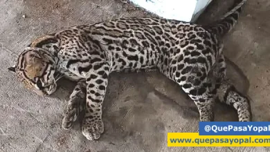 Photo of Corporinoquia Brinda Atención Veterinaria a Fauna Silvestre Recuperada en Tauramena