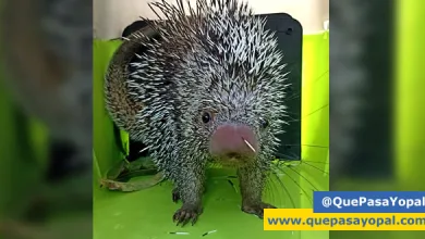 Photo of Bomberos de Yopal Entregan a Corporinoquia Puercoespín Herido, Inician Tratamiento para su Recuperación