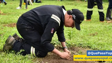 Photo of Se sembraron más de 250 mil árboles en Casanare para mitigar el cambio climático