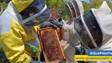 Photo of Familias rurales de Casanare implementan proyectos apícolas como incentivos a la conservación del medio ambiente