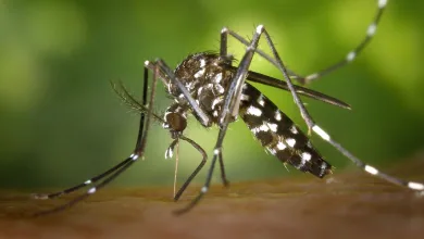Photo of Fiebre Amarilla: Casanare Amplía Puntos de Vacunación ante Alerta Nacional